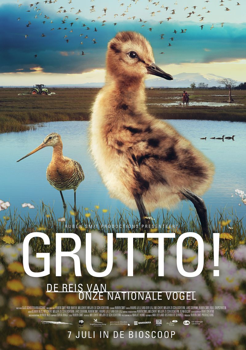 Grutto! De Reis van Onze Nationale Vogel